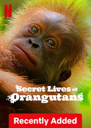 Netflix: Secret Lives of Orangutans | <strong>Opis Netflix</strong><br> Ten fascynujący dokument, którego narratorem jest David Attenborough, śledzi losy wielopokoleniowej rodziny orangutanów. | Oglądaj film na Netflix.com